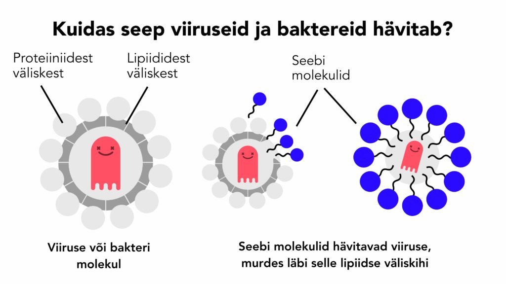 Kuidas seep viiruseid ja baktereid hävitab